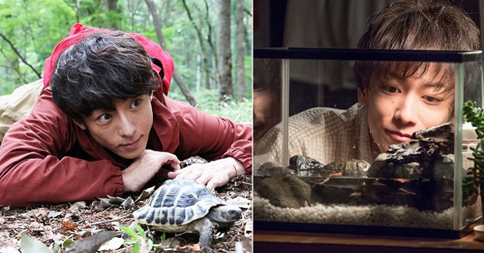사토 타케루는 거북이를 얼마나 사랑할까?일드에서 거북이를 키우는 반전 매력의 꽃미남 5선