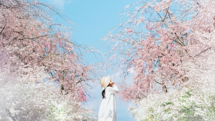 현지인 추천 히로시마 벚꽃 명소 6곳!