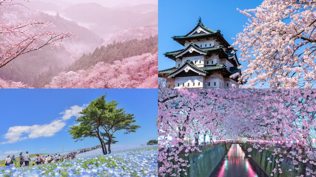 4월 일본 여행 추천 명소 10선! 벚꽃 명소부터 특별한 경관까지