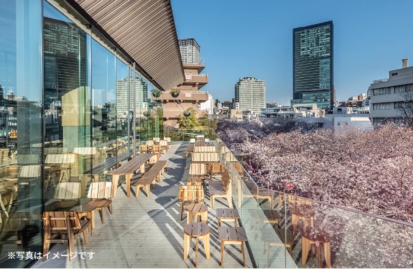 일본 스타벅스 벚꽃 시즌_스타벅스 리저브 도쿄 로스터리 벚꽃 시즌_주간 ROASTERY TOKYO SAKURA Terrace_야외 좌석 구역