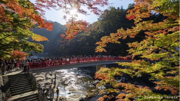 나고야 근교 도요타시 가을 여행, 사계절 벚꽃과 단풍이 공존하는 환상적인 풍경